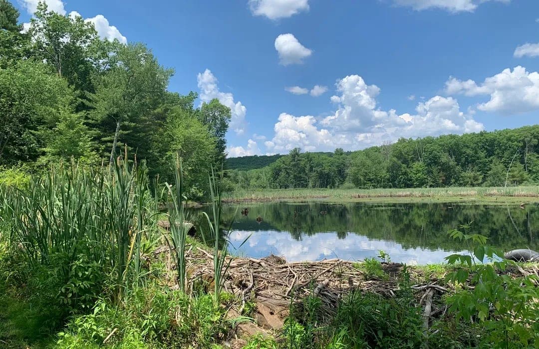 Dracut State Forest covers a meaningful piece of the town's footprint in Dracut, MA