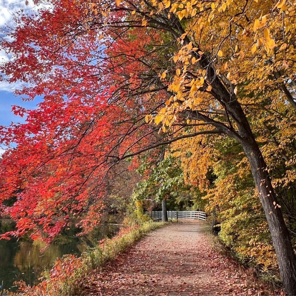 Autumn foliage along a trail in Litchfield, New Hampshire