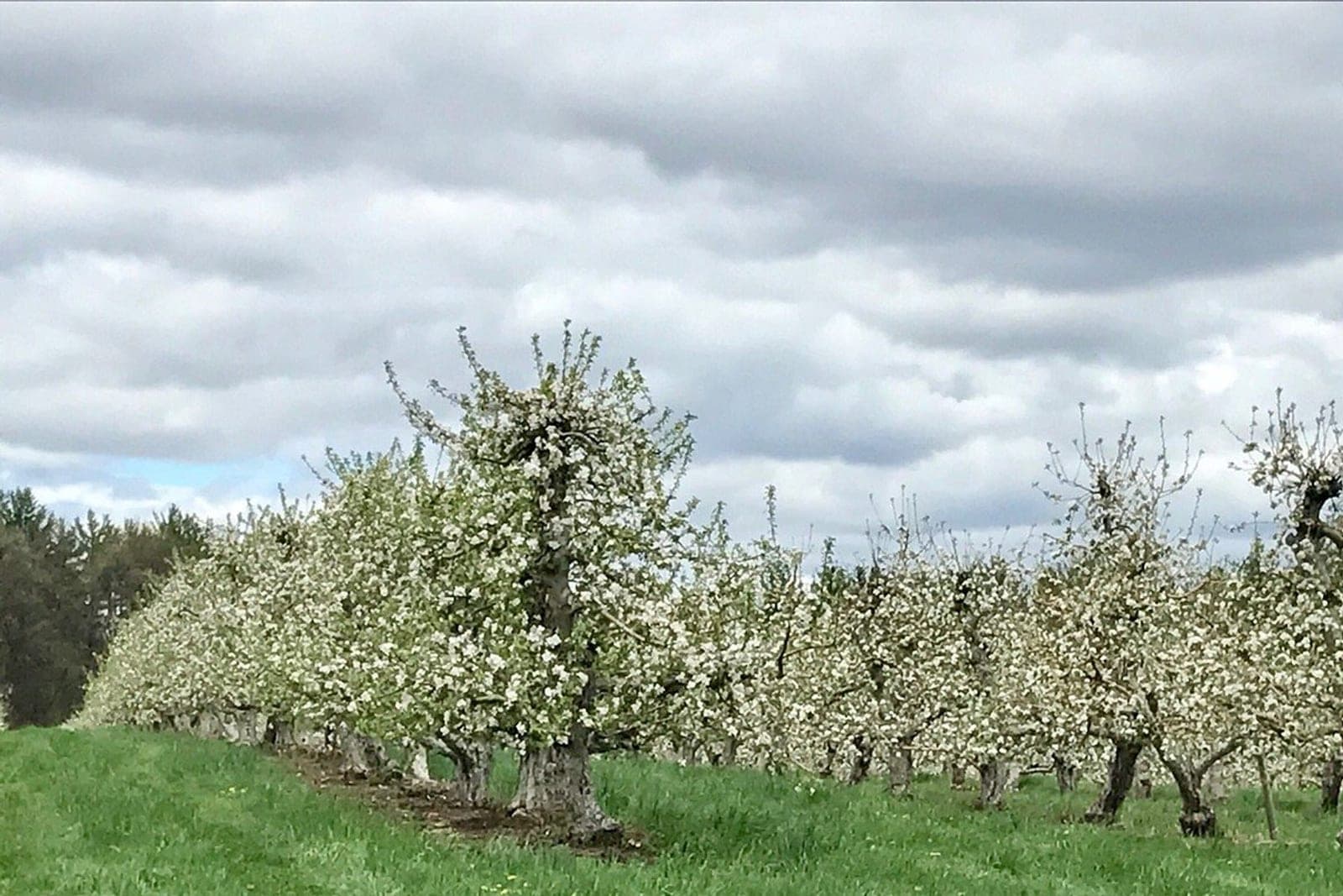 Apple orchard in bloom in Londonderry, New Hampshire