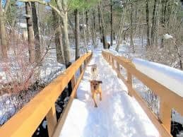 Salem Town Forest in Salem, NH
