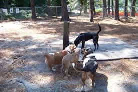 Dog Park in Wilmington, MA