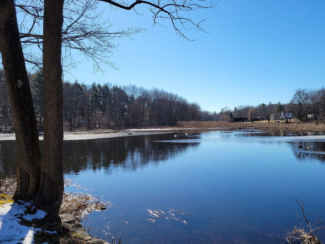 Stony Brook pond