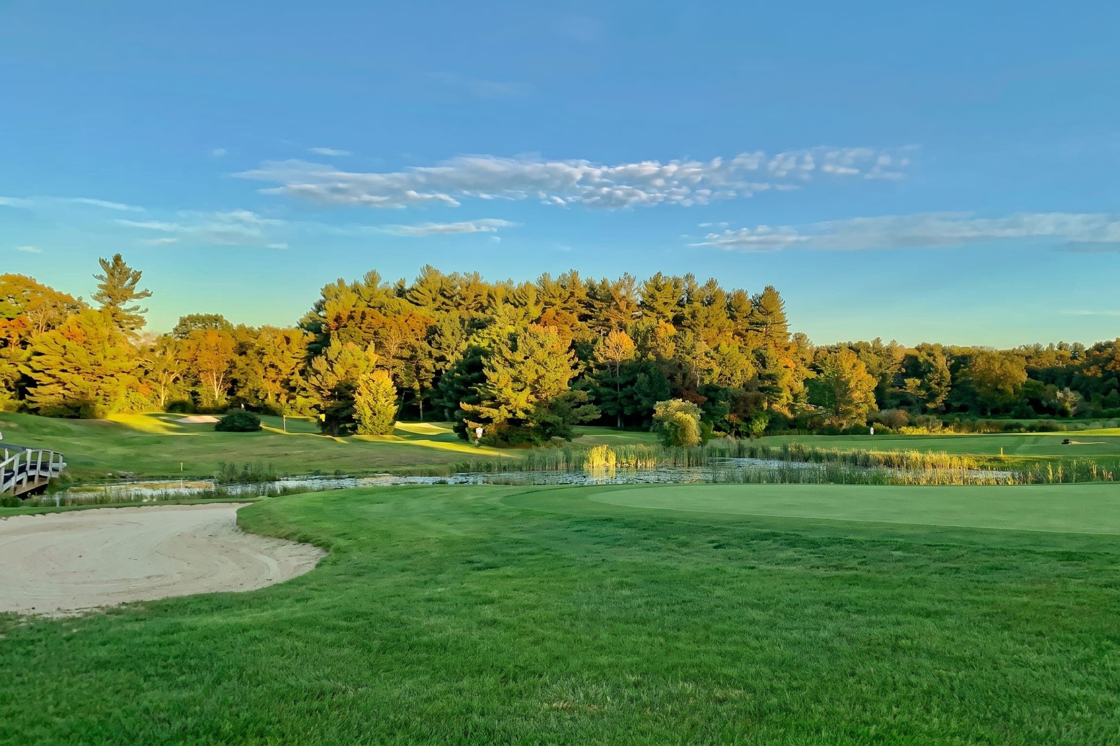 Golf green and pine tree line in late-afternoon sun