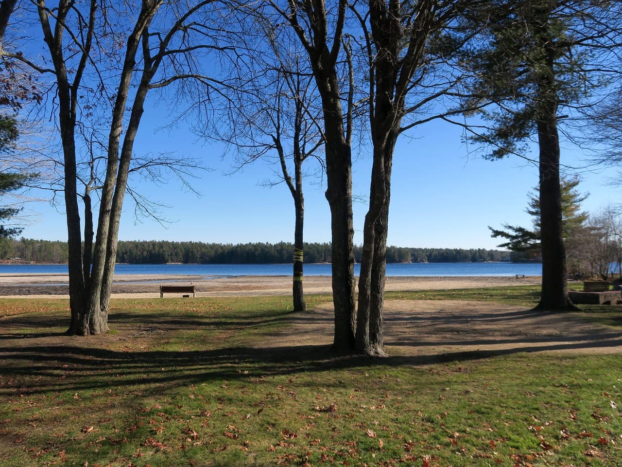 Island Pond shoreline
