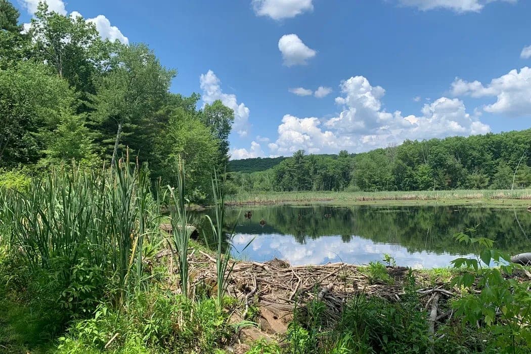 Pond and wetland in Dracut State Forest on a summer day