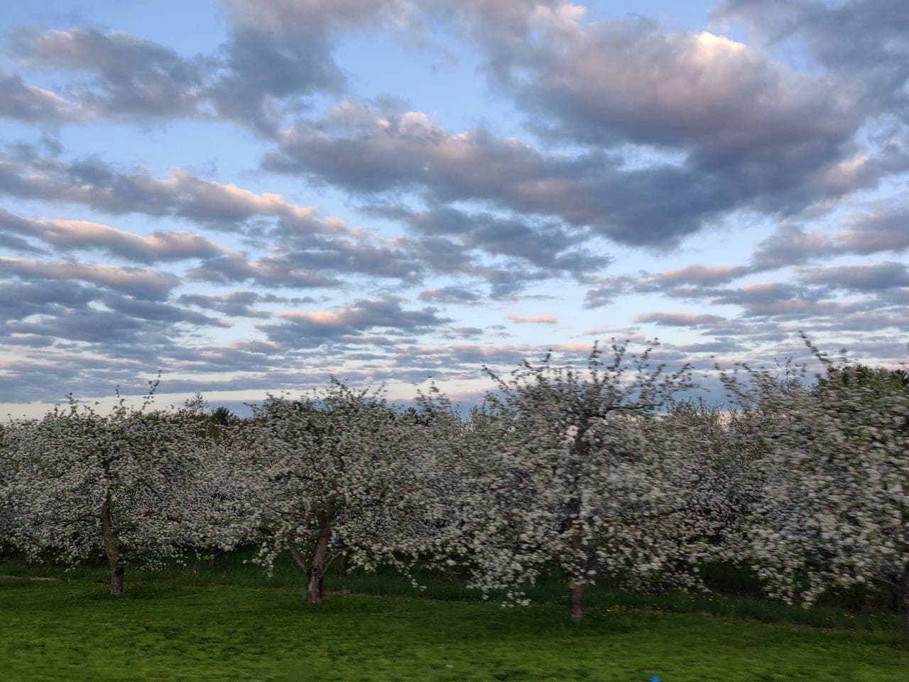 Apple blossoms, Mack's Apples