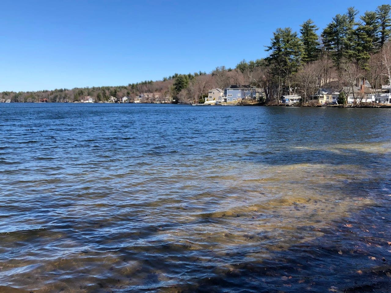 Cobbetts Pond shoreline